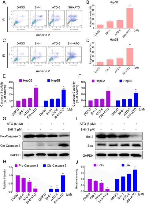 Shi Potentiates The Apoptosis Inducing Effect Of Ato In Hcc Cells In