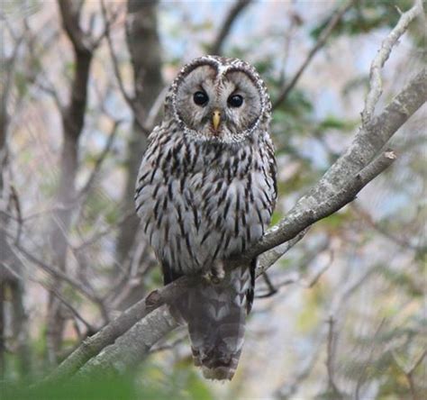 見たことある日本にいるフクロウの種類・11種 Ailovei