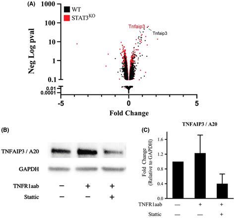 The negative regulator of TNFR1 signalling, TNFAIP3/A20, is a rapidly ... 