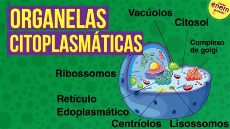 Organelas Citoplasm Ticas Citologia Resumo De Biologia Para O Enem