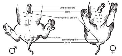 Fetal Pig Labeled Diagram