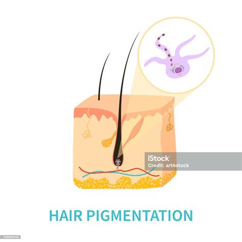 모발 색 색소 침착 및 멜라닌 생산 다이어그램 모낭에 대한 스톡 벡터 아트 및 기타 이미지 모낭 멜라닌 일러스트레이션