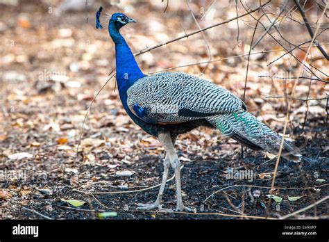 Indian Peafowl Pavo Cristatus Adult Male Sasan Gir Gir Forest