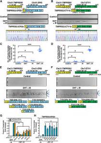 Nuclear Receptor Induced Chromosomal Proximity And DNA Breaks Underlie