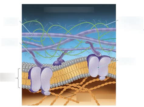 Module 1 The Cell And Its Organelles Diagram Quizlet