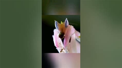 Орхидейный богомол 🌺 #animals #nature #wildlife #богомол #насекомые ...