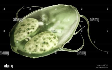 Giardia Lamblia Parasiten Fotos Und Bildmaterial In Hoher Aufl Sung