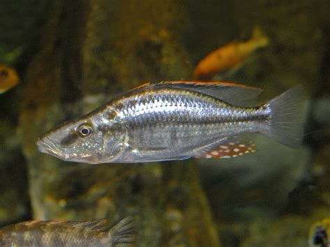 African Cichlids List