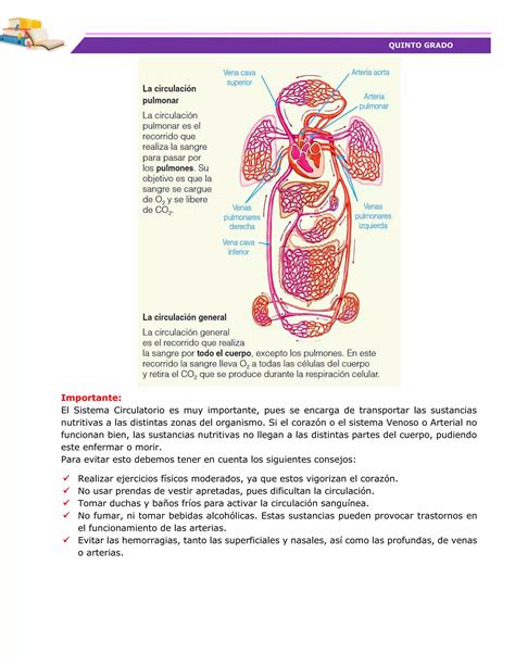 Sesi N De Aprendizaje Conocemos Nuestro Sistema Circulatorio Para