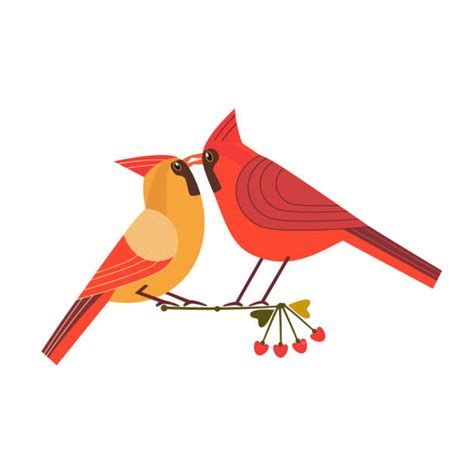 Cardinals Male And Female Drawing Illustrations Royalty Free Vector Graphics And Clip Art Istock