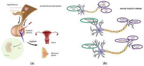 Biomolecules Free Full Text Oxytocin A Multi Functional