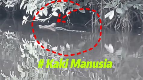 Ganasnya Buaya Di Riau Ini Detik Detik Buaya Memangsa Manusia