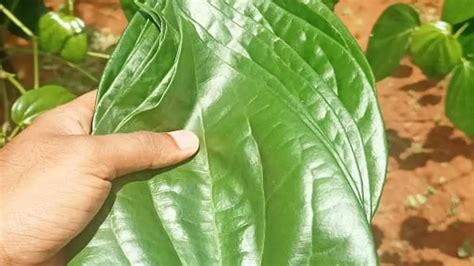 Kerala Floats Farmer Producer Company For Gi Tagged Tirur Betel Leaf