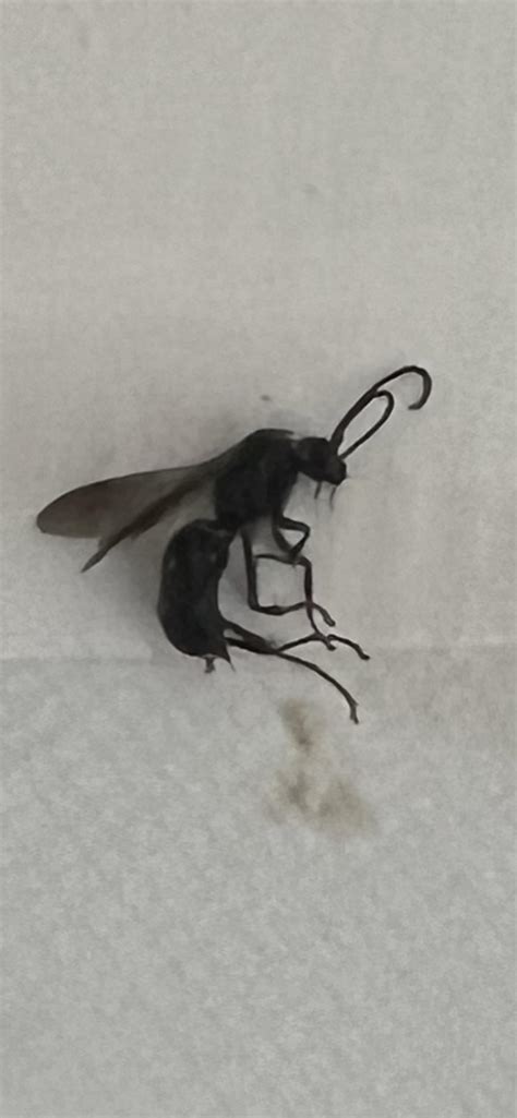 What is this? Sting/Bite hurts like crazy : r/insects