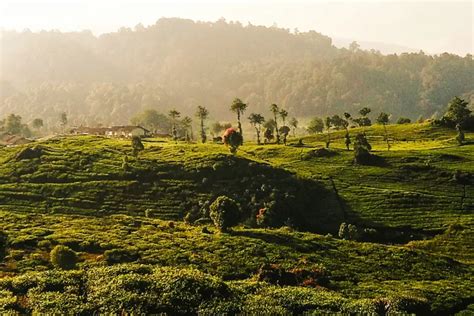 Rekomendasi Destinasi Wisata Kebun Teh Rancabali Bandung Pemandangan