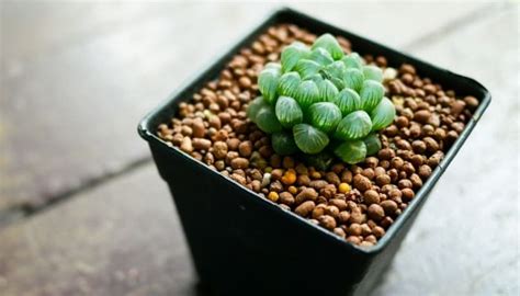 Haworthia Cooperi 101 Care Transplanting Propagating