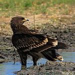 Indian Spotted Eagle Clanga Hastata Photo Call And Song