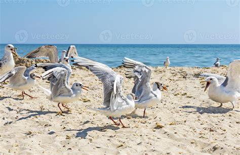 seagulls on the beach on a summer sunny day 18954507 Stock Photo at