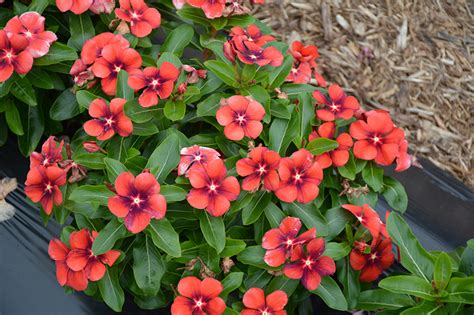 Tattoo Tangerine Vinca Catharanthus Roseus PAS1192835 In Orange