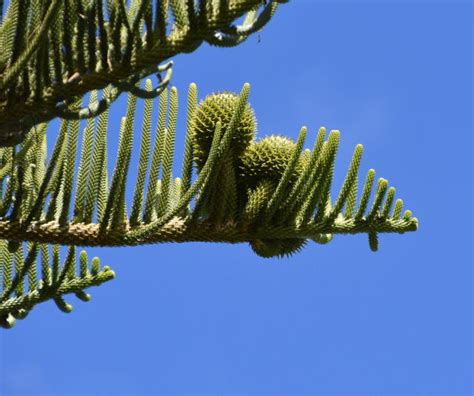 Norfolk Island Pine With Cones Project Noah Off