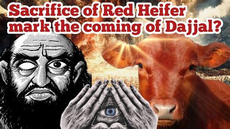 THIS RED COW MARKS THE AGE OF DAJJAL Red Heifer Sacrifice 2024