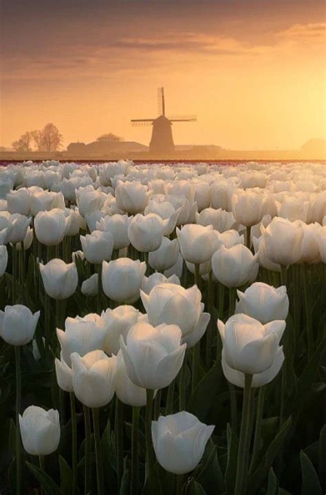 White tulip field | Beautiful bouquet of flowers, Pretty flowers ...