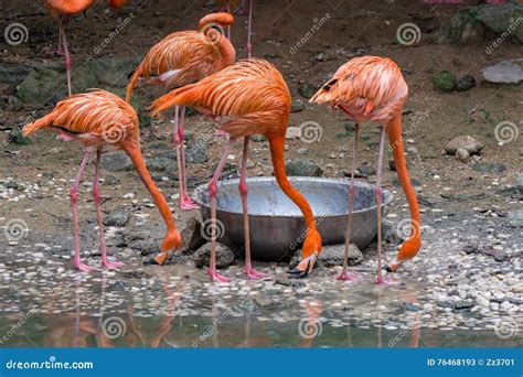 Flamingos Eating Food Stock Image Image Of Animal Broad 76468193