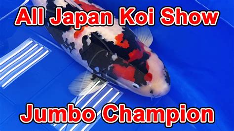 Jumbo Champion Koi53rd All Japan Nishikigoi Show 2023 YouTube