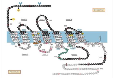 The Human Beta 2 Adrenergic Receptor Polymorphisms Letters Within The