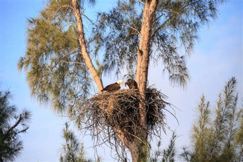 110+ Eagle Feeding Chicks In Nest Stock Photos, Pictures & Royalty-Free ...