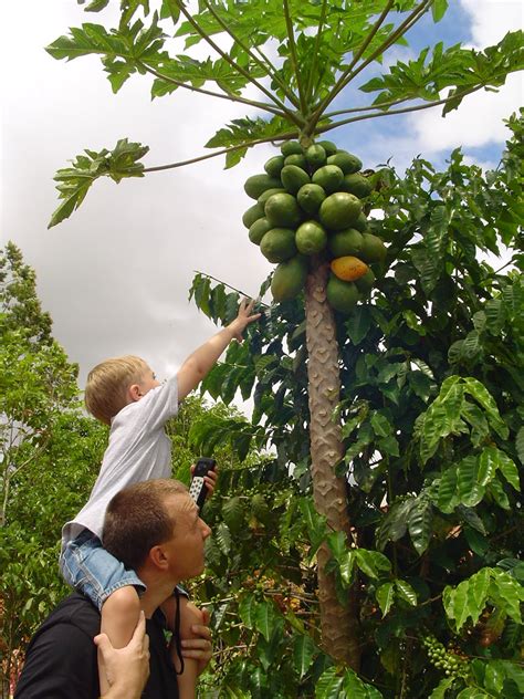 Crumpet Moves to Paradise: Dole Pineapple Plantation