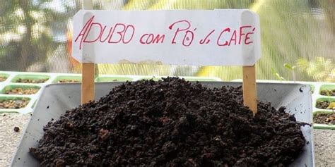 O Melhor Adubo Para Plantas Borra De Caf E Casca De Banana