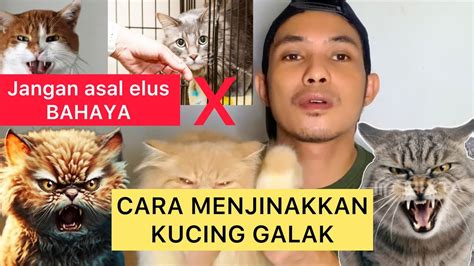 CARA MENJINAKKAN KUCING GALAK Cara Menjinakan Kucing Baru Yg Galak