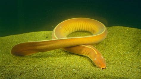 Bbc Earth The Strange Reason Why Hagfish Tie Themselves Into Knots