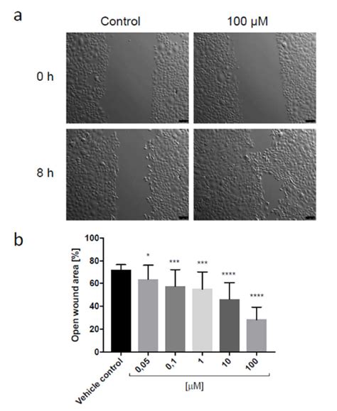 Representative Wound Closure Images Scratch Assay Of Keratinocytes Download Scientific
