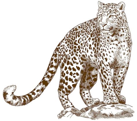 Gravura Desenho Ilustra O De Leopardo Vetor Premium