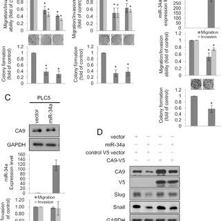 The Mir A Ca Axis Regulates Metastasis Of Hepatocellular Carcinoma