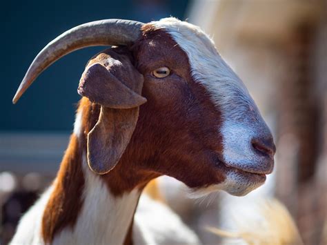 Meat Goats At The Sheep Barn At OSU Kitchensink