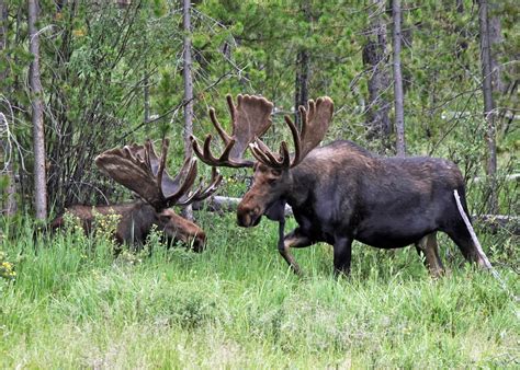 The Azure Gate Bull Moose At Rocky Mountain National Park