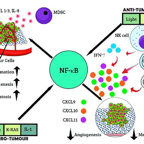 Role Of Nf κb Cancer Immunosurveillance Proinflammatory Cytokines And