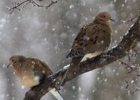 Mourning Doves In Winter Photograph By Tom STRUTZ Fine Art America