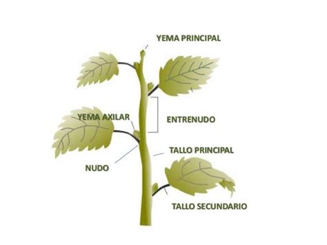 Las Plantas Partes Y Funciones De Las Plantas 】 Educapeques