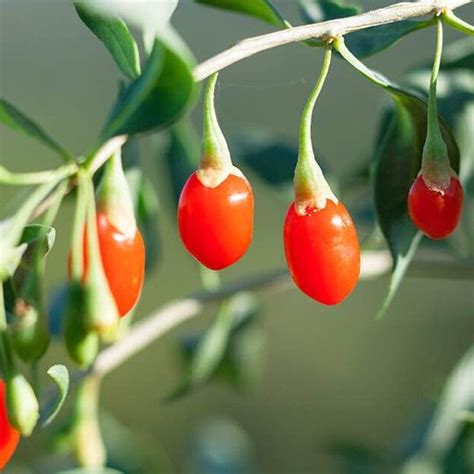 X Goji Berry Or Wolfberry Plant Local Seeds