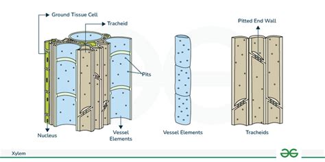 Xylem Overview Definition And Functions Geeksforgeeks