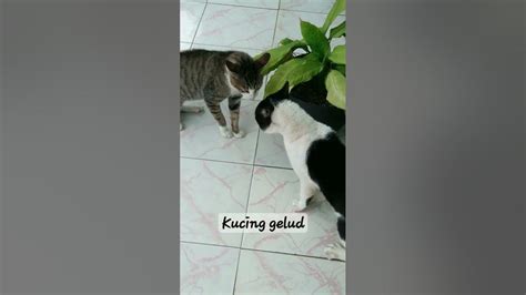 Kucing Gelut Siapa Yang Paling Kucing Kucing Cat Cats Catlover