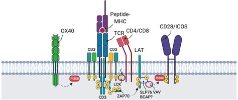 b PI3Kδ activation in T cells Targeting Oncogenic Drivers and