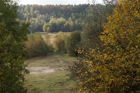 Grunewald Forest Berlin Magic Land Country Roads Forest