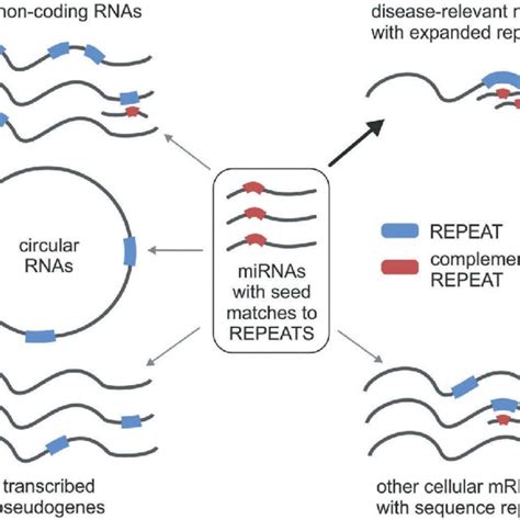 The Concept Of Mirna Mediated Crosstalk Between Coding And Non Coding Download Scientific