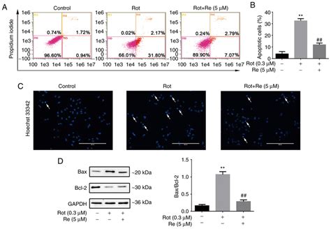 Re Reduces Rot Induced Apoptosis In SH SY5Y Cells A Apoptotic Cells