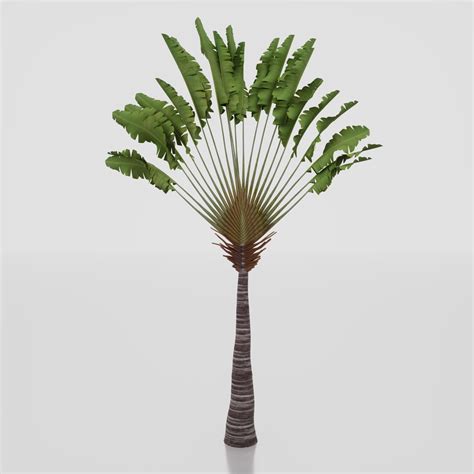 Travelers Palm Tree 3d Model Turbosquid 2130813